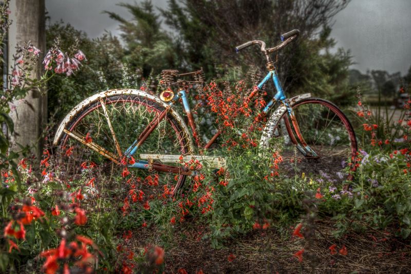 Photograph of an old bike amongst flowers against a post
